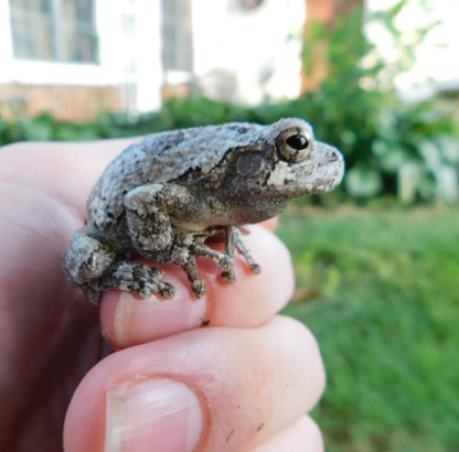 Photo of a frog perched on a hand, staring off into the distance.